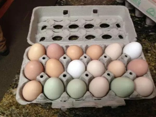free range eggs